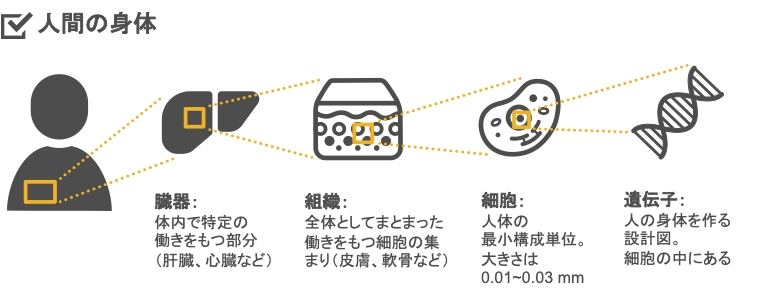 人間の身体